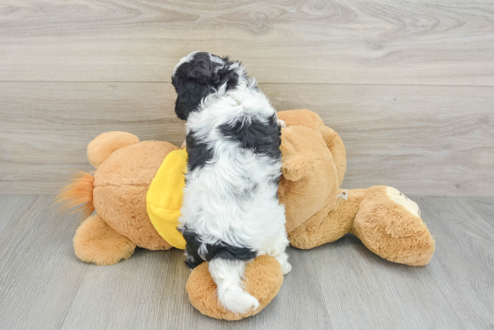 Best Cavapoo Baby