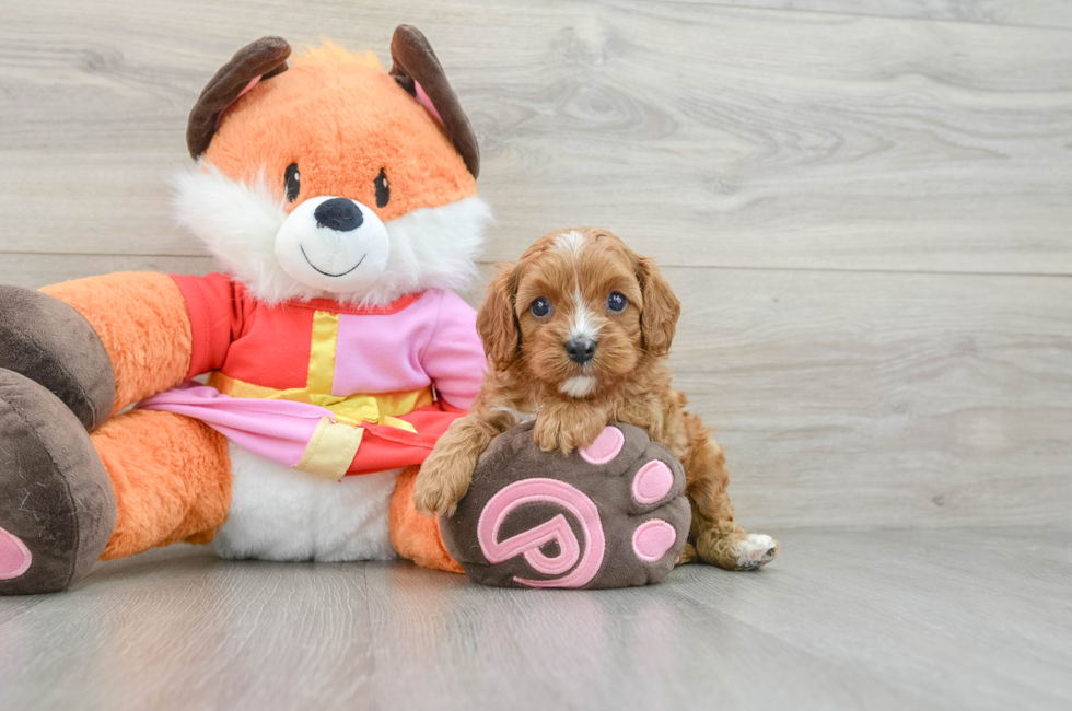 5 week old Cavapoo Puppy For Sale - Windy City Pups