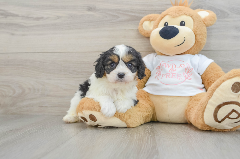 6 week old Cavapoo Puppy For Sale - Windy City Pups