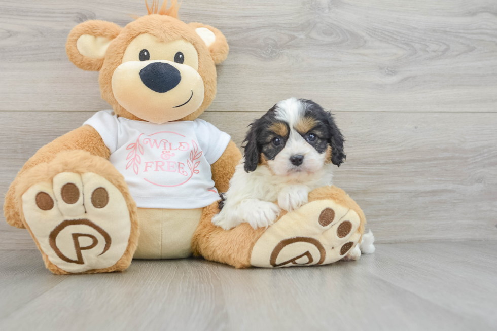 Energetic Cavoodle Poodle Mix Puppy