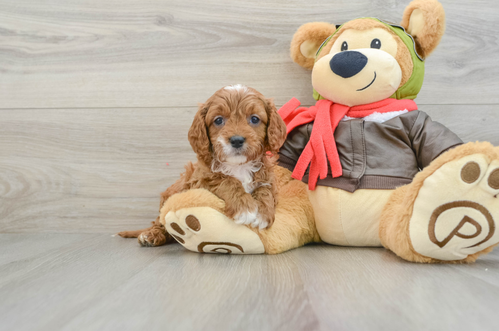 7 week old Cavapoo Puppy For Sale - Windy City Pups