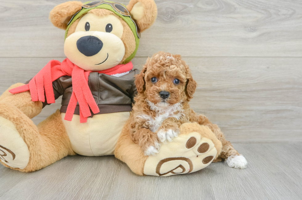 5 week old Cavapoo Puppy For Sale - Windy City Pups