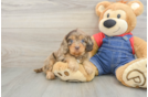 Best Cavapoo Baby