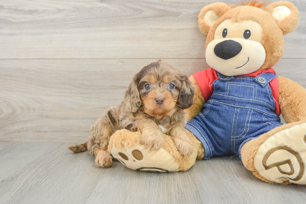 Best Cavapoo Baby