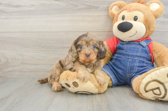 Best Cavapoo Baby