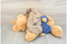 Adorable Cavalier King Charles Spaniel and Poodle Mix Poodle Mix Puppy