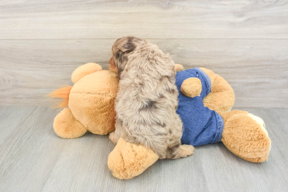 Adorable Cavalier King Charles Spaniel and Poodle Mix Poodle Mix Puppy