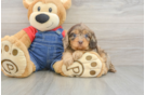Small Cavapoo Baby