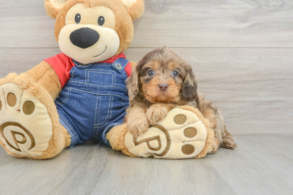 Small Cavapoo Baby