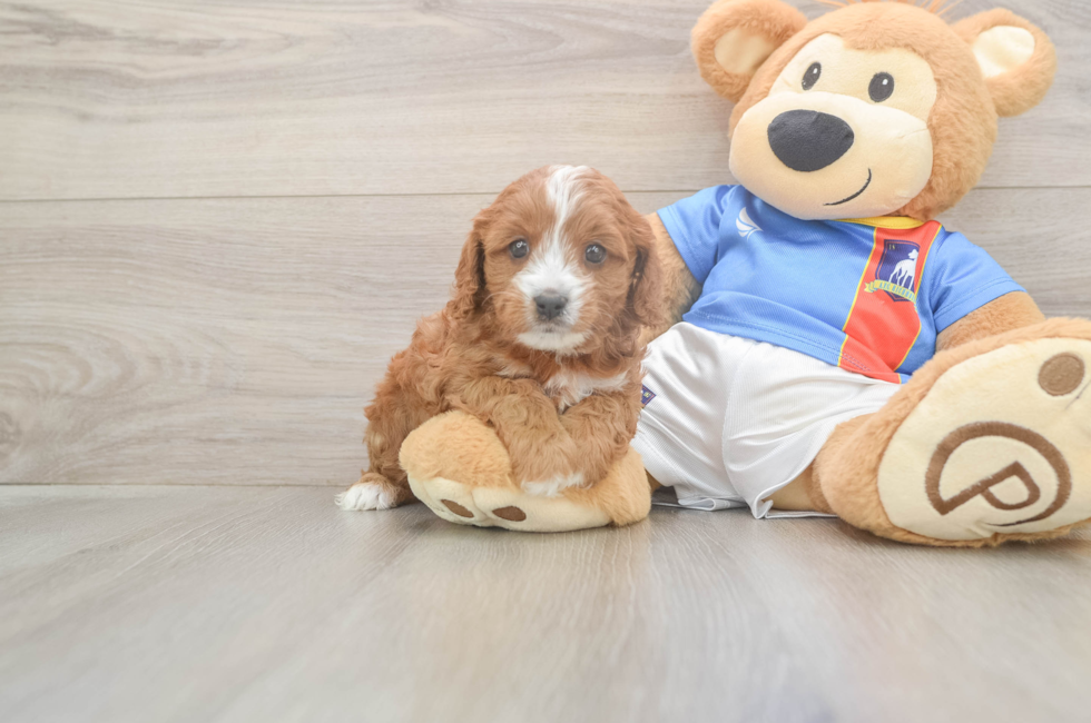 6 week old Cavapoo Puppy For Sale - Windy City Pups