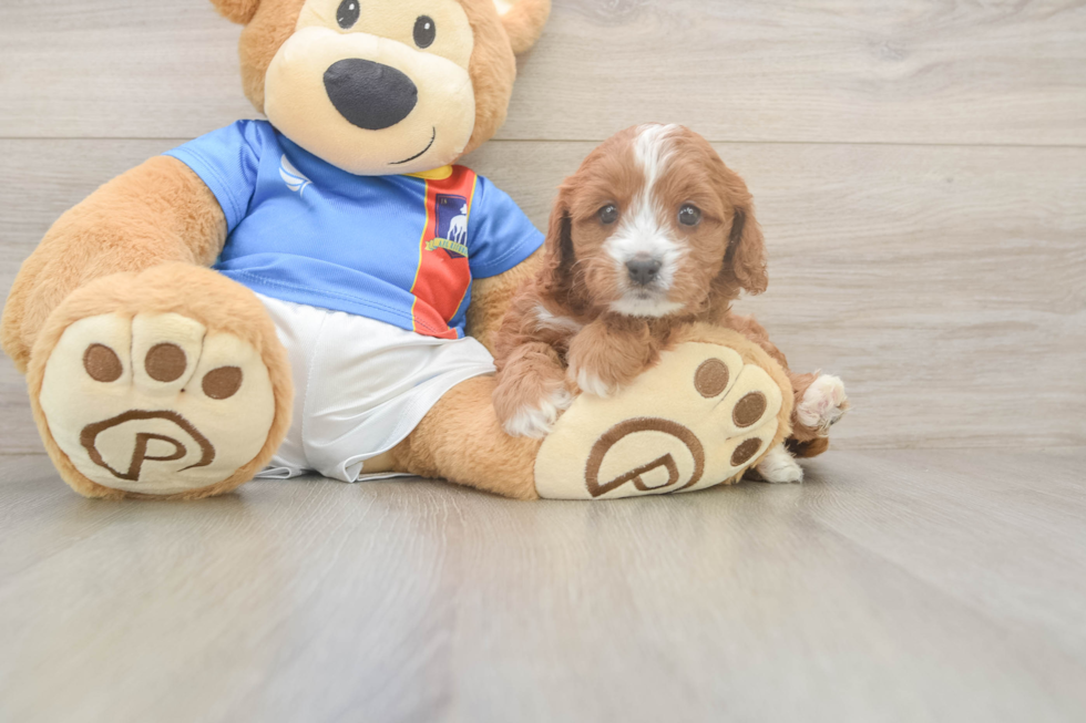 Funny Cavapoo Poodle Mix Pup
