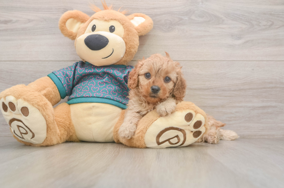 5 week old Cavapoo Puppy For Sale - Windy City Pups