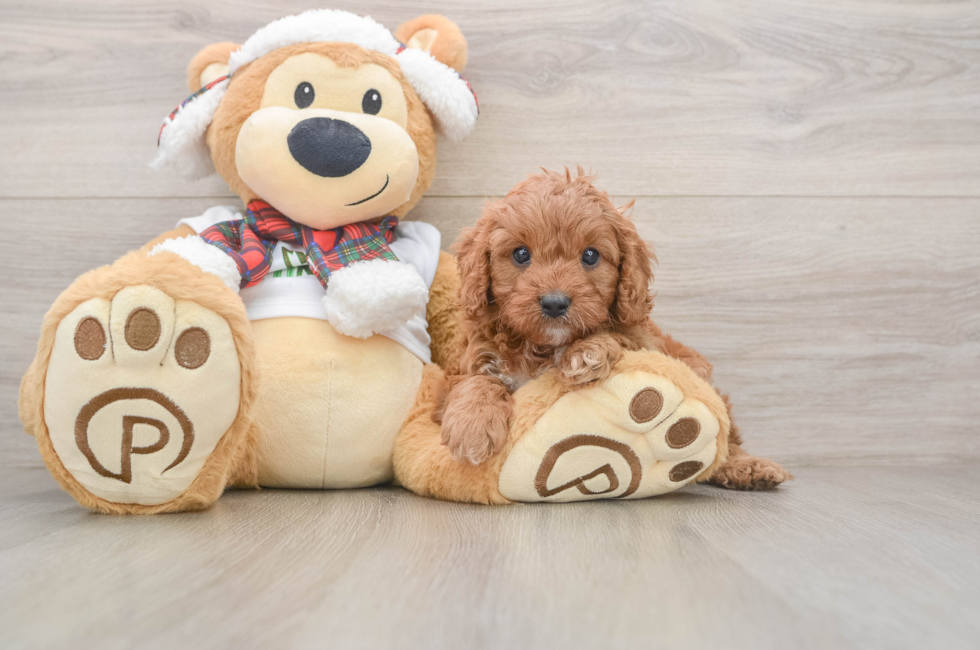 5 week old Cavapoo Puppy For Sale - Windy City Pups