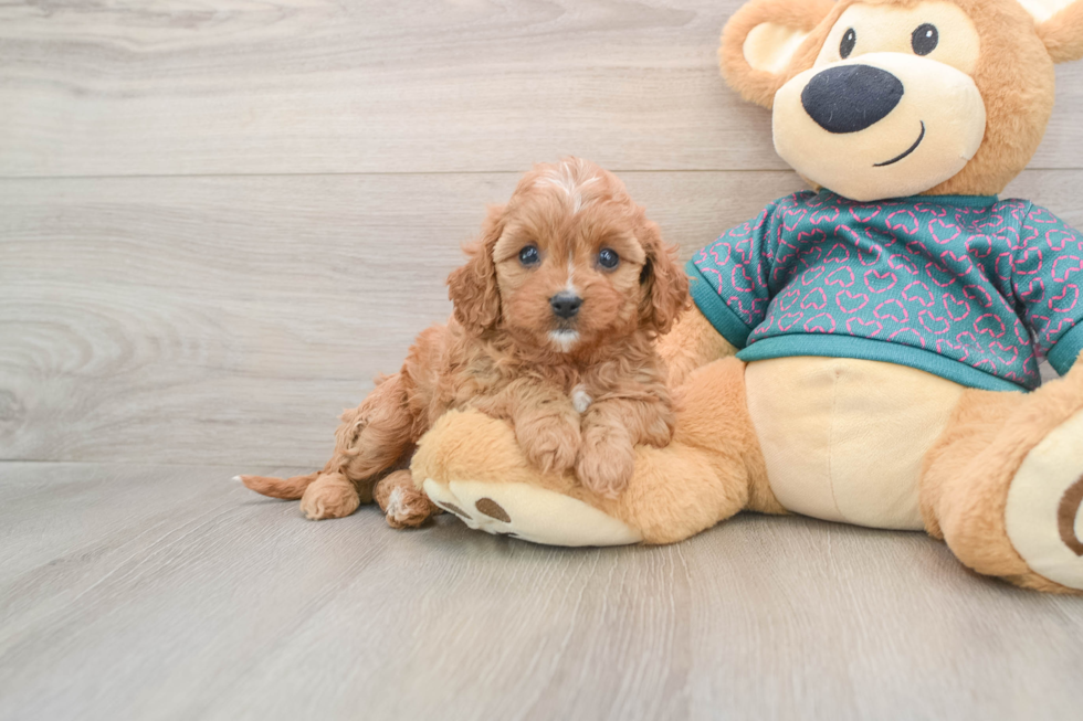 Petite Cavapoo Poodle Mix Pup