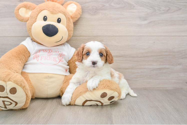 Cavapoo Pup Being Cute