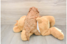 Energetic Cavoodle Poodle Mix Puppy