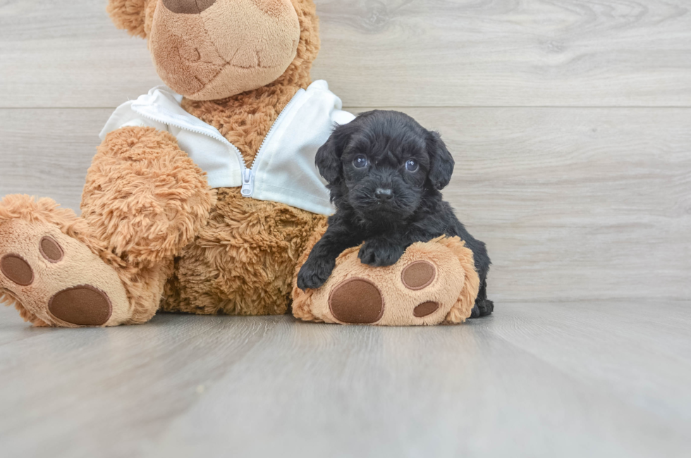 5 week old Cavapoo Puppy For Sale - Windy City Pups