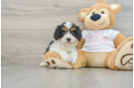 Fluffy Cavapoo Poodle Mix Pup