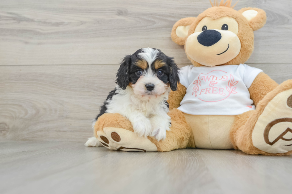 6 week old Cavapoo Puppy For Sale - Windy City Pups