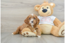 Best Cavapoo Baby