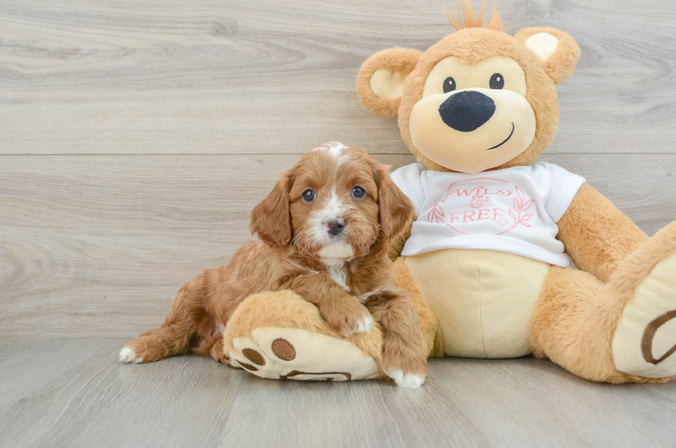 5 week old Cavapoo Puppy For Sale - Windy City Pups