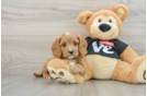 Best Cavapoo Baby
