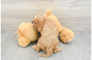 Cavapoo Pup Being Cute