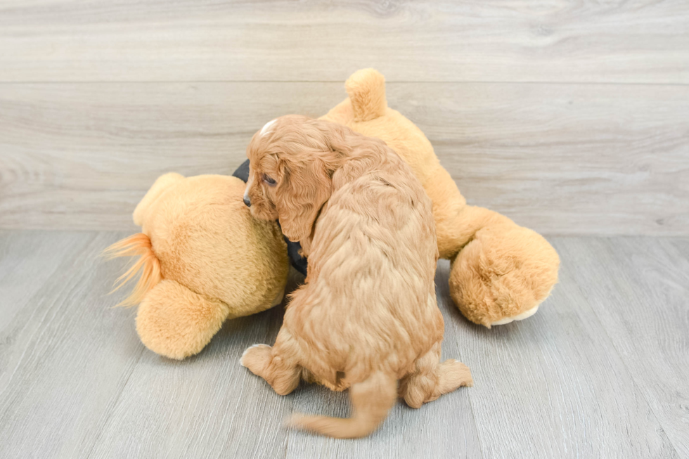 Cavapoo Pup Being Cute