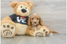 Sweet Cavapoo Baby