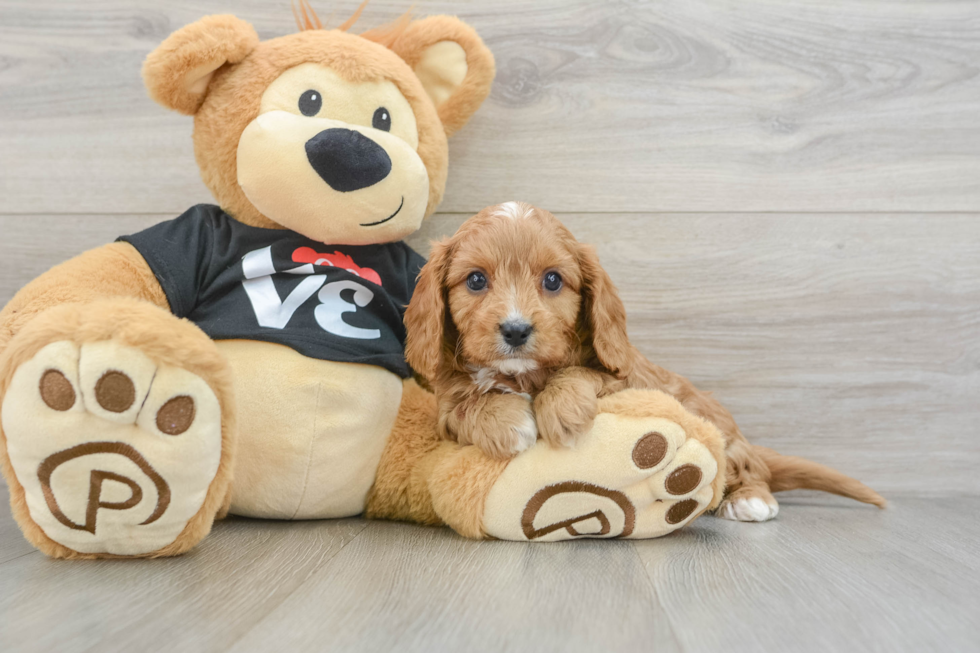 Sweet Cavapoo Baby