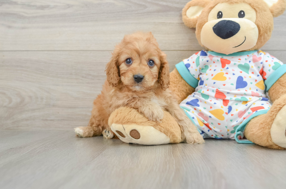6 week old Cavapoo Puppy For Sale - Windy City Pups