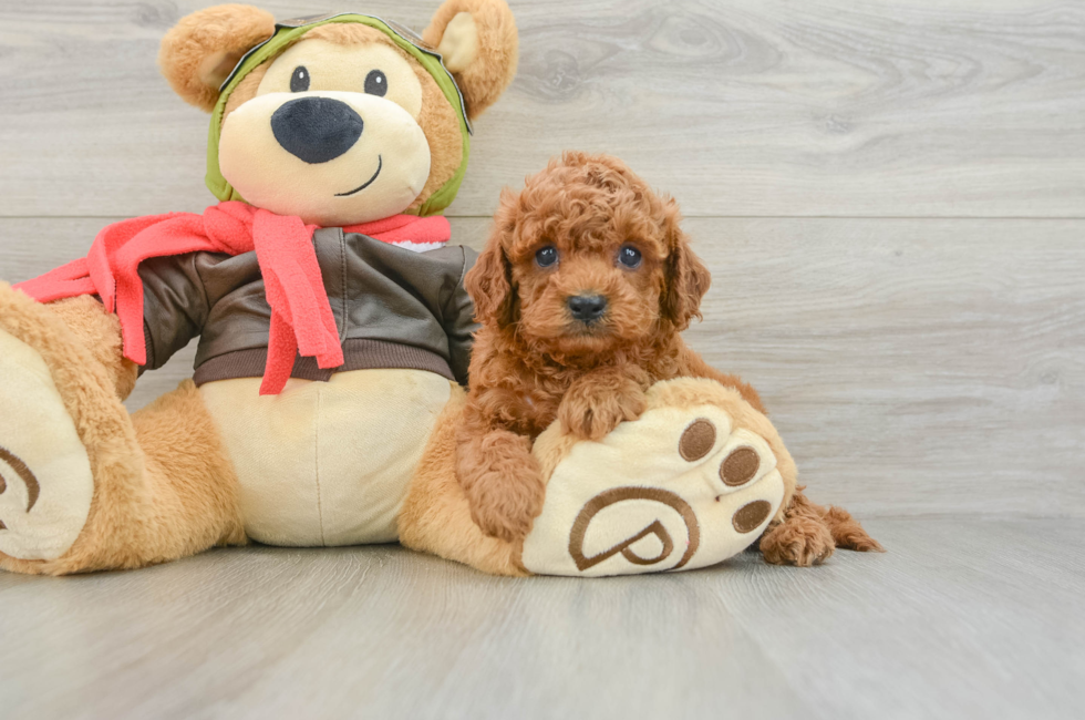5 week old Cavapoo Puppy For Sale - Windy City Pups