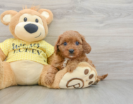 8 week old Cavapoo Puppy For Sale - Windy City Pups