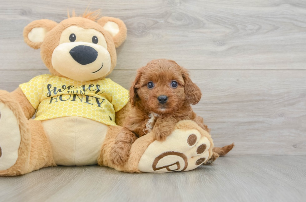 7 week old Cavapoo Puppy For Sale - Windy City Pups