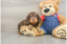 Petite Cavapoo Poodle Mix Pup