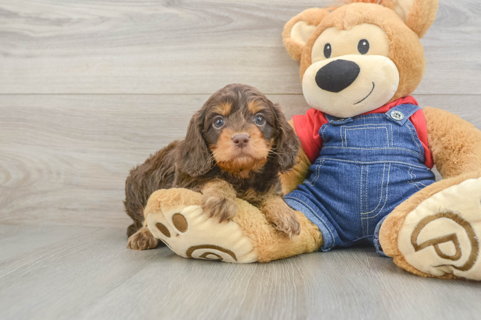 Petite Cavapoo Poodle Mix Pup