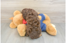Hypoallergenic Cavadoodle Poodle Mix Puppy