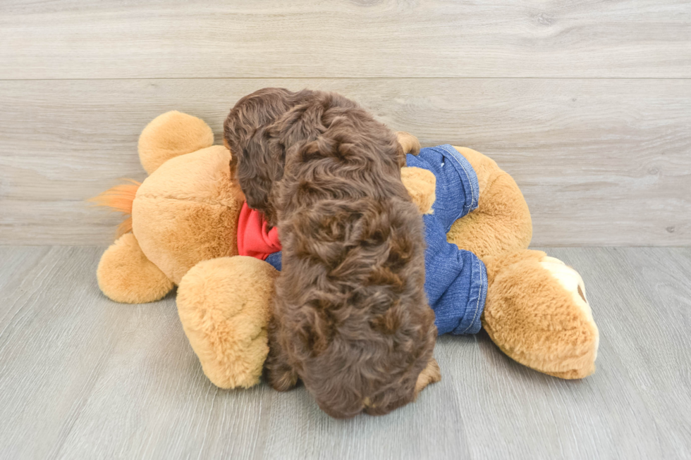 Hypoallergenic Cavadoodle Poodle Mix Puppy
