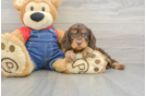 Hypoallergenic Cavadoodle Poodle Mix Puppy