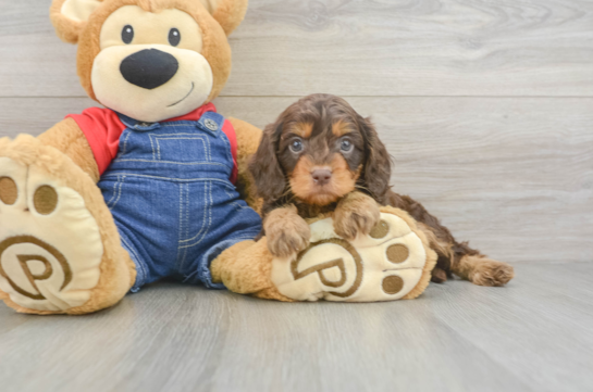 Hypoallergenic Cavadoodle Poodle Mix Puppy