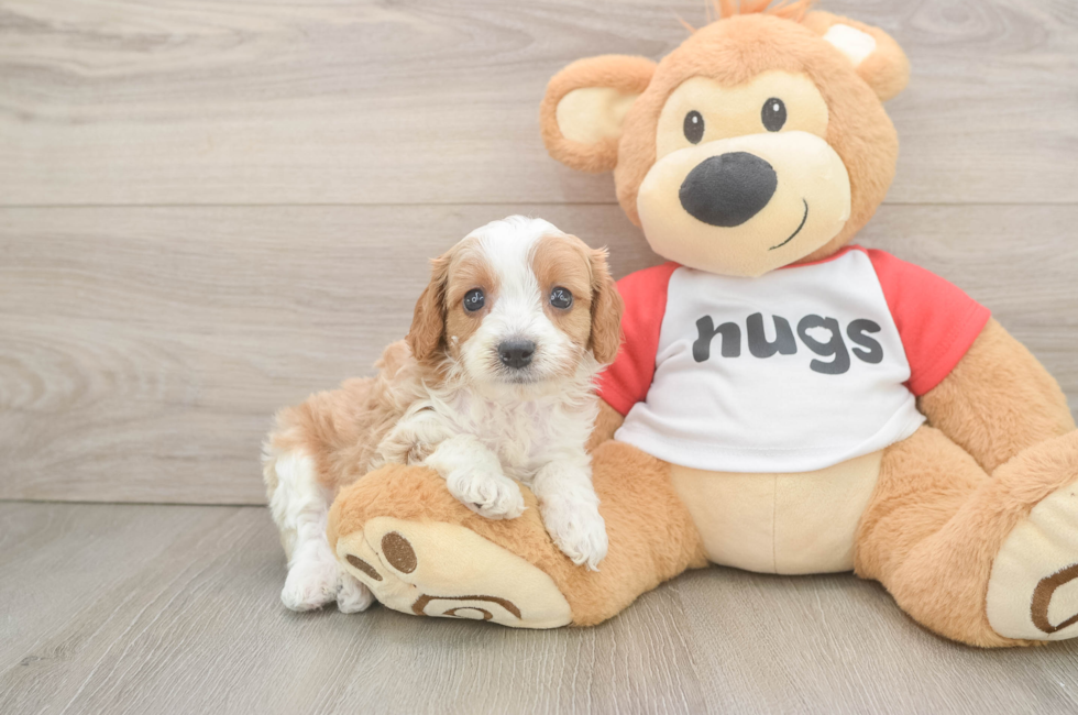 5 week old Cavapoo Puppy For Sale - Windy City Pups