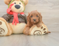 7 week old Cavapoo Puppy For Sale - Windy City Pups