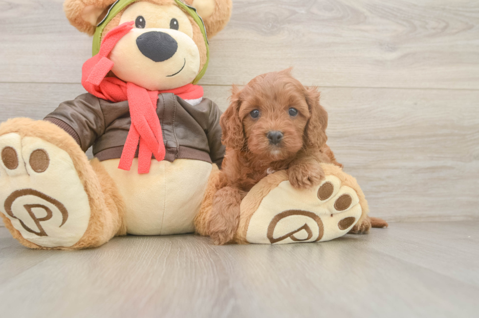 5 week old Cavapoo Puppy For Sale - Windy City Pups
