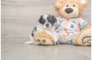 Cute Cavapoo Baby