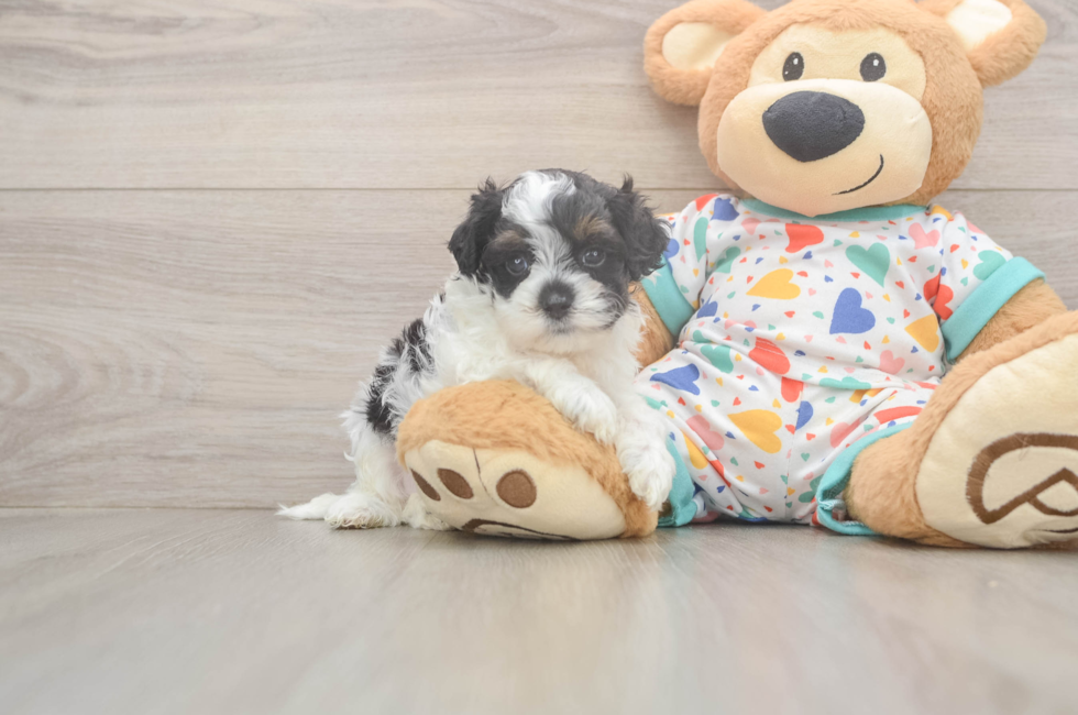 5 week old Cavapoo Puppy For Sale - Windy City Pups