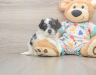 8 week old Cavapoo Puppy For Sale - Windy City Pups 8 week old Cavapoo Puppy For Sale - Windy City Pups