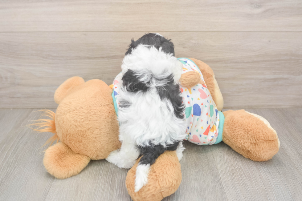 Cavapoo Pup Being Cute