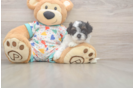 Cavapoo Puppy for Adoption