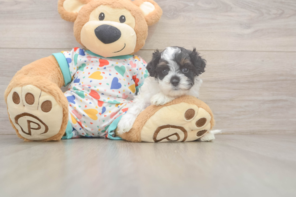 Cavapoo Puppy for Adoption