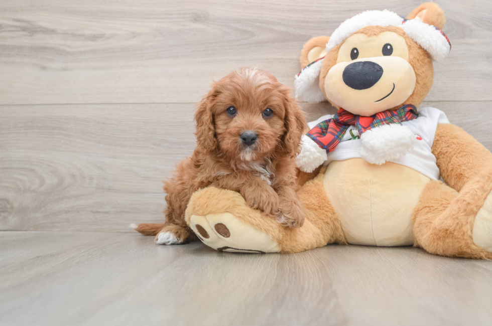 5 week old Cavapoo Puppy For Sale - Windy City Pups